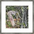 Coming Out Of The Woods Framed Print