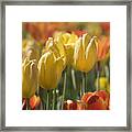 Coming Up Tulips Framed Print