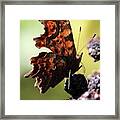 Comma Butterfly Framed Print