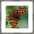 Comma Butterfly - Open Framed Print