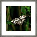 Common Carpet Moth Framed Print