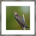 Common Cuckoo Framed Print