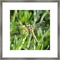 Red Veined Darter Dragonfly On Crete Framed Print