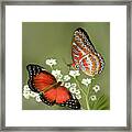 Common Lacewing Butterfly Framed Print