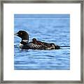Common Loon And Chick, Framed Framed Print