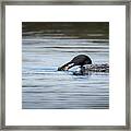 Common Loon Framed Print