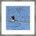 Common Loon With Fish Framed Print