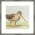 Common Snipe Wading Framed Print