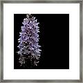 Common Spotted Orchid Framed Print