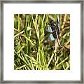 Common Whitetail Dragonfly On A Blade Of Grass Framed Print