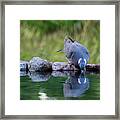 Common Wood Pigeon Drinking At The Waterhole From The Front Framed Print