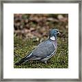 Common Wood Pigeon's Profile Framed Print