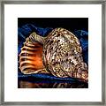 Conch Shell Framed Print