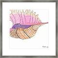 Conch Shell Framed Print