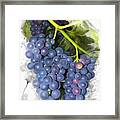Concord Grape Framed Print