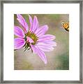 Coneflower And Butterfly Framed Print
