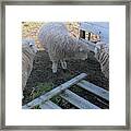 Confusion Framed Print