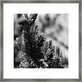 Conifer Framed Print