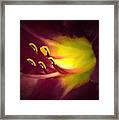 Contact Framed Print