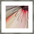 Contemporary Flower Framed Print