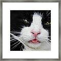 Contentment Framed Print