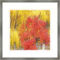 Contrasting Trees Framed Print