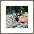 Cool Mornings Framed Print