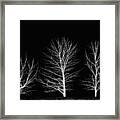 Cool Trees Framed Print