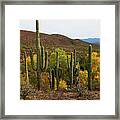 Coon Creek With Saguaros And Cottonwood, Ash, Sycamore Trees With Fall Colors Framed Print