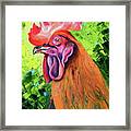 Copper Maran French Rooster Framed Print