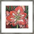 Salmon Amaryllis Framed Print