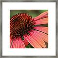 Coral Cone Flower Framed Print