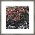 Coral Flowers Framed Print