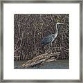 Cormorant And Heron Framed Print