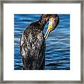 Cormorant Grooming Framed Print