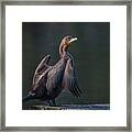 Cormorant Framed Print