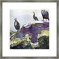 Cormorants On Rock Framed Print