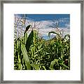 Corn 2287 Framed Print