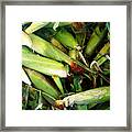 Corn Framed Print