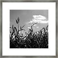 Cornfield In Black And White Framed Print