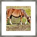 Corolla's Wild Horses Framed Print