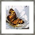 Pearl Crescent Butterfly On White Cosmo Flower Framed Print