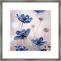 Cosmos Blue Framed Print