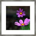 Cosmos Framed Print