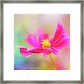 Cosmos Flowers Love To Dance Framed Print