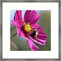 Cosmos With Bumblebee Framed Print