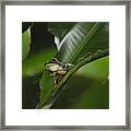 Costa Rica Red Eye Frog I Framed Print