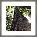 Coastal Redwoods Framed Print
