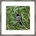 Costa's Hummingbird 2 Framed Print