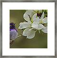 Costas Hummingbird On An Anacacho Orchid Branch Framed Print
